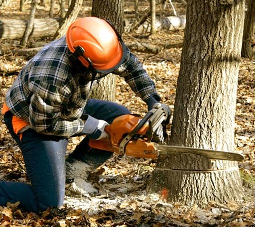 Tree Removal in Ridgeway, WI